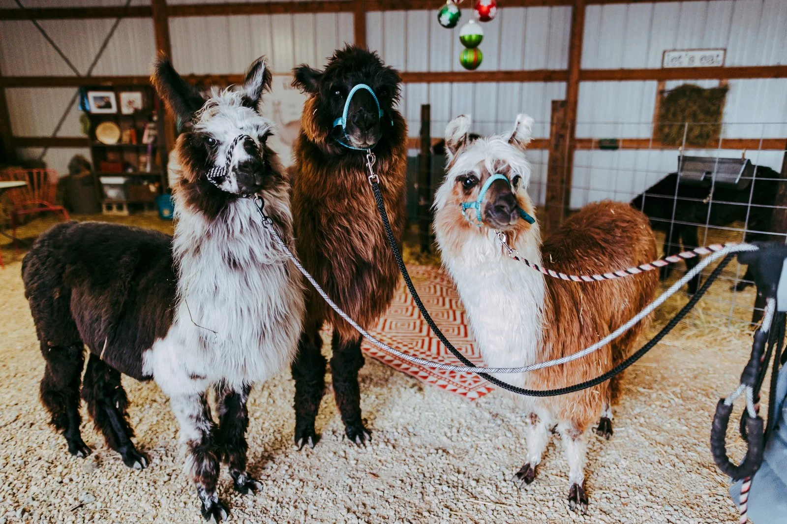 Virtual Llamas — Prairie Patch Farm
